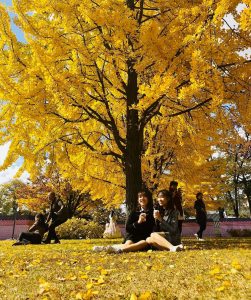Hàn Quốc mùa thu chín: Review cho chuyến du lịch trong  mơ