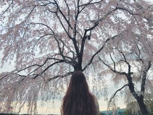 Kinh nghiệm nửa tháng du lịch Nhật Bản mùa hoa anh đào của cô nàng 9X xinh đẹp (Phần 1)