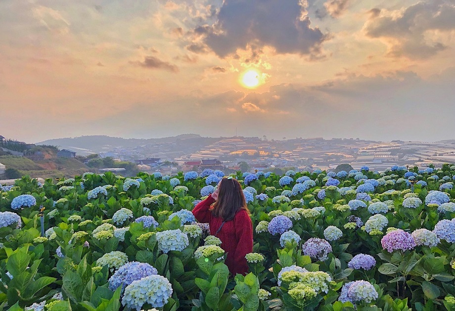 Địa điểm du lịch Đà Lạt - Cánh đồng hoa cẩm tú cầu